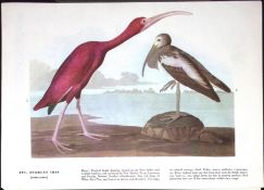 Scarlet Ibis Audubon Birds of America 72-Year-Old Coloured Book Plate-98.
