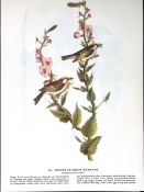 Chestnut-Sided Warbler Audubon Birds of America 72-Year-Old Book Plate-126.