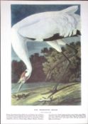 Whooping Crane Audubon Birds of America 72-Year-Old Coloured Book Plate-34.