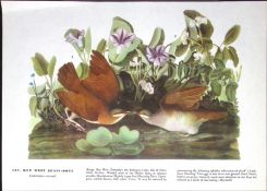 Key West Quail-Dove Audubon Birds of America 72-Year-Old Coloured Book Plate-116.