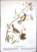 Hudsonian Chickadee Audubon Birds of America 72-Year-Old Book Plate-164.