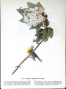 Yellow-Throated Vireo Audubon Birds of America 72-Year-Old Book Plate-132.