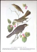 Thrush, Solitaire & Jay Audubon Birds of America 72-Year-Old Book Plate-75.