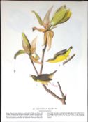 Kentucky Warbler Audubon Birds of America 72-Year-Old Coloured Book Plate-48.