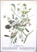 Northern Shirke Audubon Birds of America 72-Year-Old Book Plate-165.