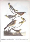 Feathered Pot-Pourri Audubon Birds of America 72-Year-Old Coloured Book Plate-77.