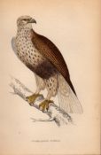 Rough-legged Buzzard Rev Morris Antique 1888 History of British Birds Engraving-6.