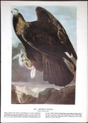 The Golden Eagle Audubon Birds of America 72-Year-Old Coloured Book Plate-23.
