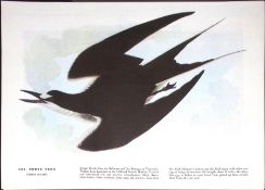 Sooty Tern Audubon Birds of America 72-Year-Old Coloured Book Plate-120.