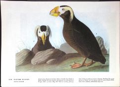 Tufted Puffin Audubon Birds of America 72-Year-Old Coloured Book Plate-111.