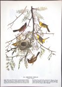Orchard Oriole Audubon Birds of America 72-Year-Old Coloured Book Plate-202.