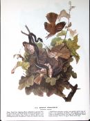 Brown Thrasher Audubon Birds of America 72-Year-Old Coloured Book Plate-130.