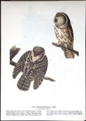 Richardson’s Owl Audubon Birds of America 72-Year-Old Coloured Book Plate-86.