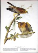 Red Shoulder Hawk Audubon Birds of America 72-Year-Old Book Plate-6.