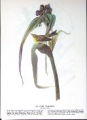Pine Warbler Audubon Birds of America 72-Year-Old Coloured Book Plate-123.