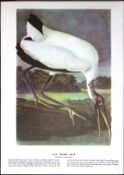Wood Ibis Audubon Birds of America 72-Year-Old Coloured Book Plate-72.