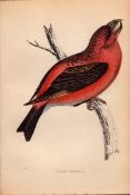 Parrot Crossbill Rev Morris 1888 Antique History of British Birds Engraving-38.