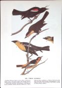 Three Icterids Audubon Birds of America Coloured 72-Year-Old Book Plate-139.