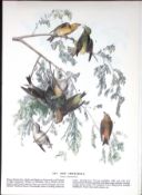 Red Crossbill Audubon Birds of America 72-Year-Old Coloured Book Plate-70.