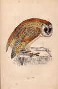 White Owl Rev Morris Antique1888 History of British Birds Engraving.15.