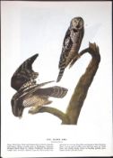 Hawk Owl Audubon Birds of America 72-Year-Old Coloured Book Plate-14.