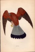 Kestral Rev Morris Antique 1888 History of British Birds Engraving-9.