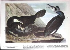 European Cormorant Audubon Birds of America 72-Year-Old Coloured Book Plate-112.