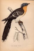 Great Spotted Cuckoo Rev Morris 1888 Antique History of British Birds Engraving-31.