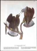Rough Headed Hawk Audubon Birds of America 72-Year-Old Coloured Book Plate-76.