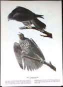 The Gyrfalcon Audubon Birds of America Coloured 72-Year-Old Book Plate-53.