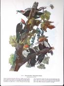 Pileated Woodpecker Audubon Birds of America 72-Year-Old Coloured Book Plate-131.