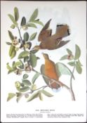Zenaida Dove Audubon Birds of America 72-Year-Old Coloured Book Plate-58.