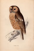 Tawny Owl Rev Morris Antique1888 History of British Birds Engraving.14.