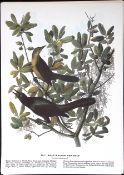 Boat-Tailed Grackle Audubon Birds of America 72-Year-Old Book Plate-160.