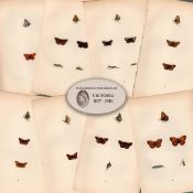 Collection of 8 Antique 129 Years-Old Rev Morris Butterflies Woodblock Engravings-8.