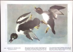 American Golden-Eye Audubon Birds of America 72-Year-Old Coloured Book Plate-209.