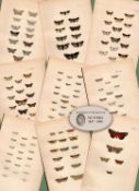 Job Lot Rev Morris British Moths 1896 Antique Hand-Coloured Lithographs -1.