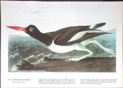 Oyster Catcher Audubon Birds of America 72-Year-Old Coloured Book Plate-35.