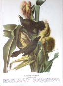 Purple Grackle Audubon Birds of America 72-Year-Old Coloured Book Plate-124.