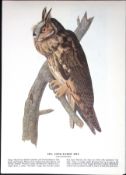 Long-Eared Owl Audubon Birds of America 72-Year-Old Coloured Book Plate-85.