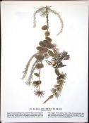 Black & White Warbler Audubon Birds of America 72-Year-Old Book Plate-190.