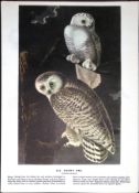 Snowy Owl Audubon Birds of America 72-Year-Old Coloured Book Plate-21.
