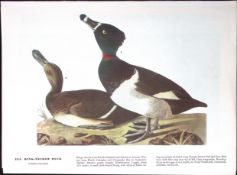 Ring-Necked Duck Audubon Birds of America 72-Year-Old Book Plate-136.