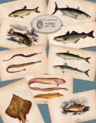 Job-Lot 10 Antique Johnathan Couch Fishes of The British Isles Engravings-5.