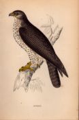 Buzzard Rev Morris Antique 1888 History of British Birds Engraving-4.