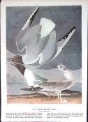 Bonaparte’s Gull Audubon Birds of America Coloured 72-Year-Old Book Plate-145.