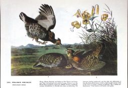 Prairie Chicken Audubon Birds of America 72-Year-Old Coloured Book Plate-115.
