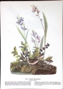 Field Sparrow Audubon Birds of America 72-Year-Old Coloured Book Plate-150.