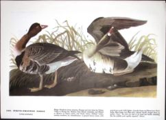 White Fronted Goose Audubon Birds of America 72-Year-Old Book Plate-188.