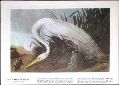 American Egret Audubon Birds of America 72-Year-Old Coloured Book Plate-104.